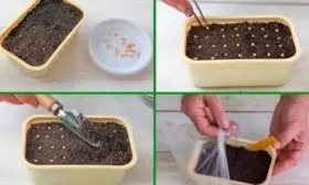 Посев томатов