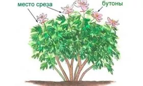 после цветения