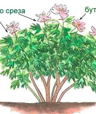 после цветения