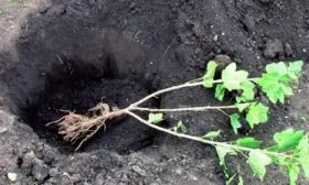 Правила посадки