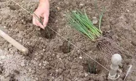 Правила посадки лука Гулливер