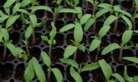 Правила взращивания рассады