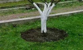 приствольный круг