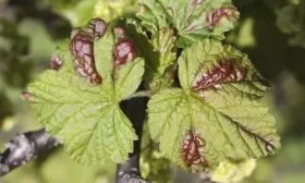 Профилактика болезней и вредителей