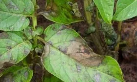 Профилактика болезней и вредителей