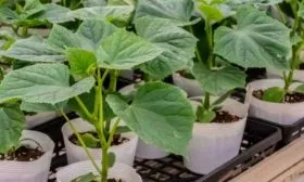 Процесс посадки