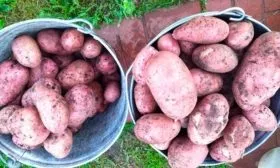 Урожайность