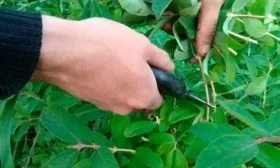 Размножение