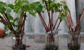 Размножение