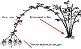 размножение