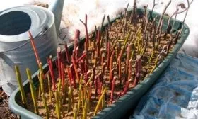 Размножение