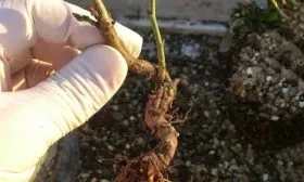 размножение отпрысками