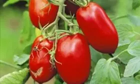 Рома (СеДеК)