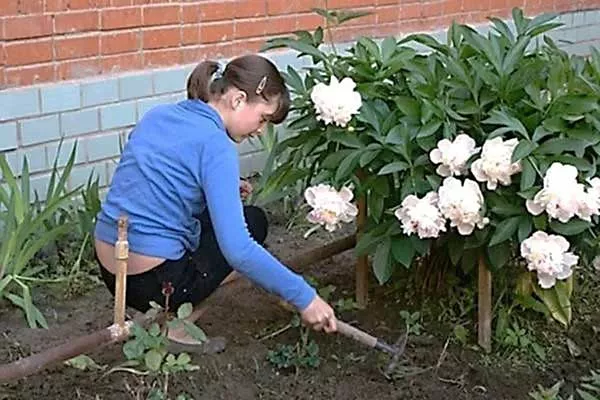 Рыхление и мульчирование