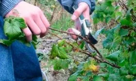 Санитарная и формирующая обрезка