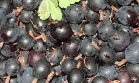 урожай-kryzhovnik-chernyj-negus-foto