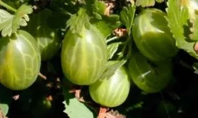 Описание плодов