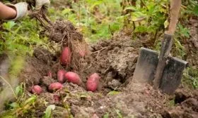 Сбор и хранение урожая