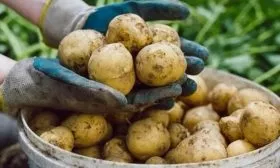 Сбор и хранение урожая