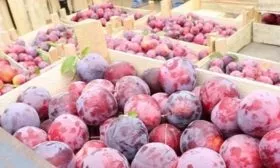 Сбор и хранение урожая