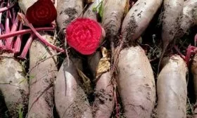 Сбор и хранение урожая