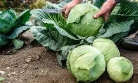 Сбор и хранение урожая