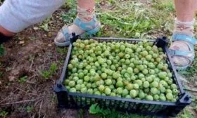 Сбор и хранение урожая