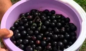 Сбор и хранение урожая