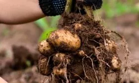 Сбор и хранение урожая