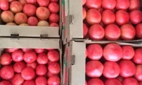 Сбор и использование плодов