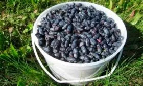 Сбор и транспортировка урожая, лёжкость ягод