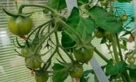 Сбор томатов