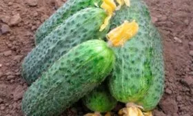 Сбор урожая