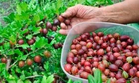 сбор урожая