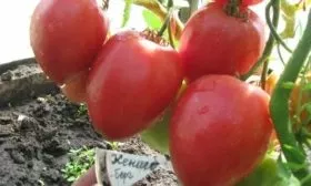 Сердцевидный_9