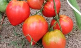 Сержант Пеппер розовый