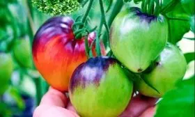 Сержант Пеппер синее сердце