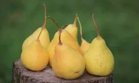 Срок созревания и урожайность