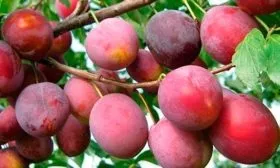 sliva-domashnyaya-skorospelka-krasnaya