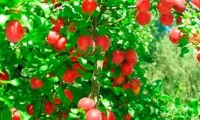 sliva-skorospelka-krasnaya