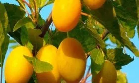 sliva-zolotaya-kaplya-srednyayazheltaya