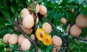 sliva-zolotaya-kaplya3