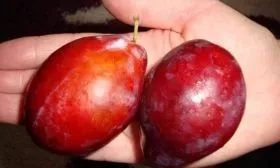 sliva_ispolinskaya_11zon