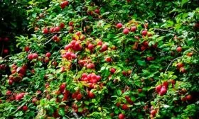 sliva_ussuriyskaya__pozdnyaya_vega