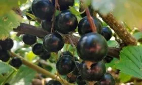 smorodina-chernaya-avgusta