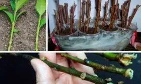 Способы размножения