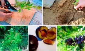 Способы размножения