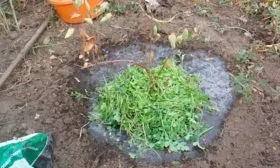 Сроки, схема и правила посадки