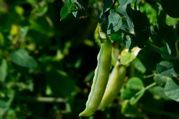 Сроки созревания и урожайность