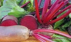 Свёкла Мона